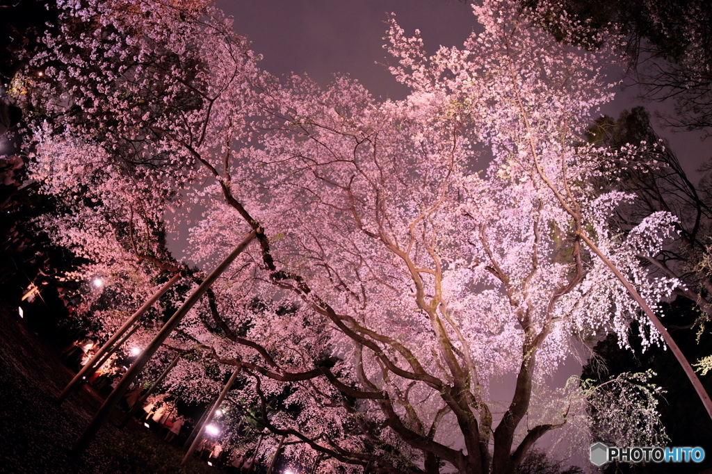 花冷えの夜