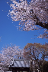 お寺に青空の桜