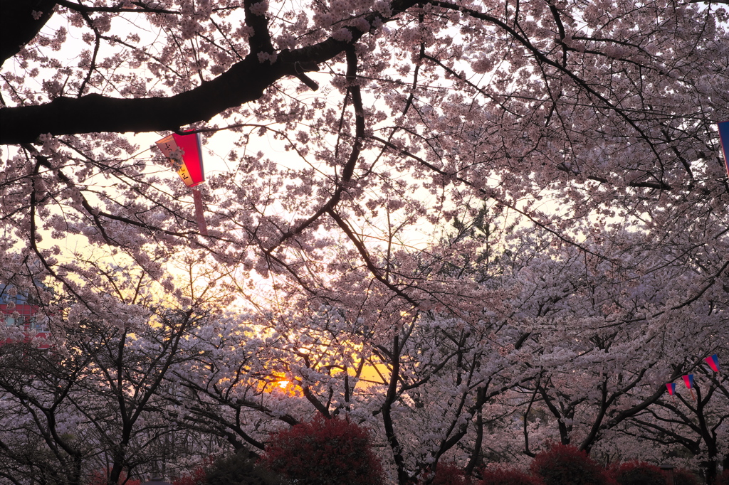 沈む夕陽に点る提灯