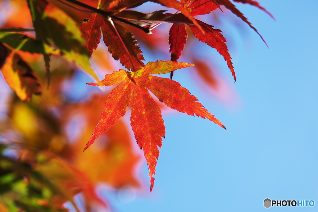 朝の紅葉③