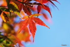 朝の紅葉③