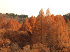 燃える森