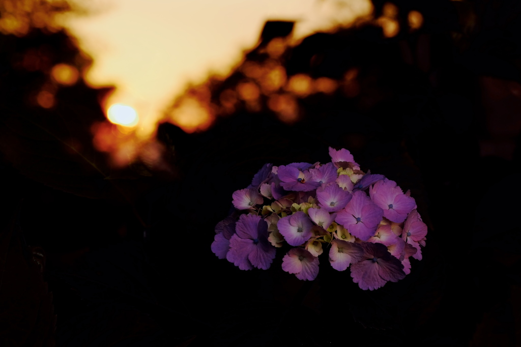 夕暮れの紫陽花