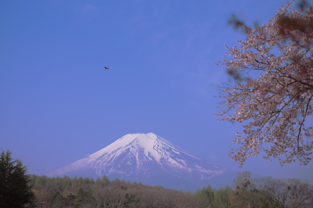 富嶽よ永遠に～桜と燕と