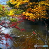 湖畔紅葉巡り①