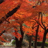 紅一面