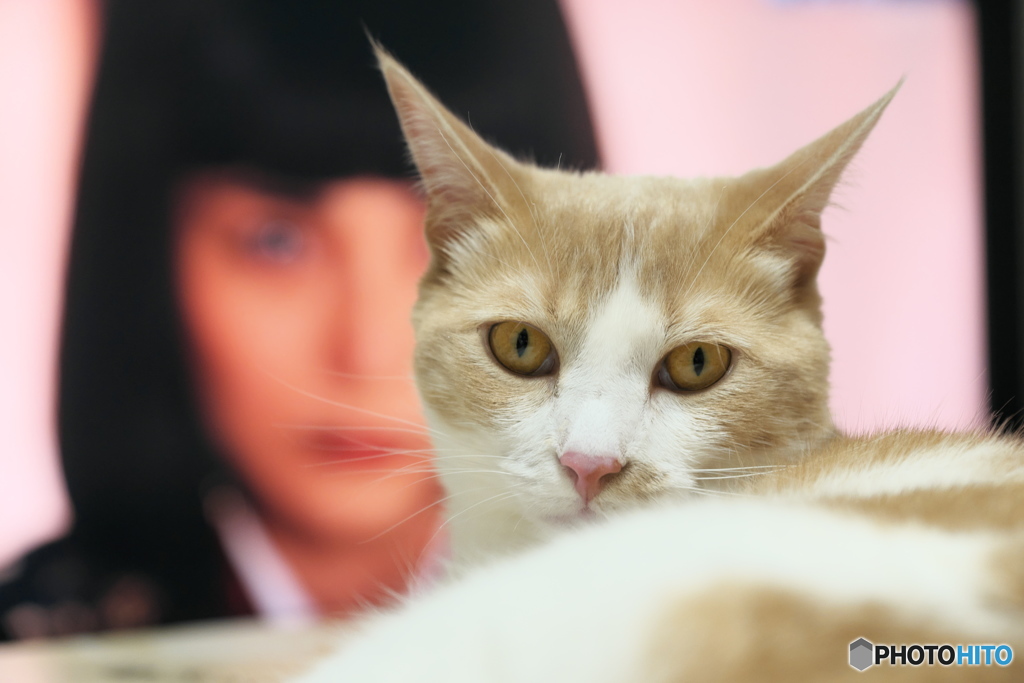 われが直猫である