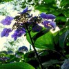 来年へ
