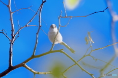 写してくれるの？