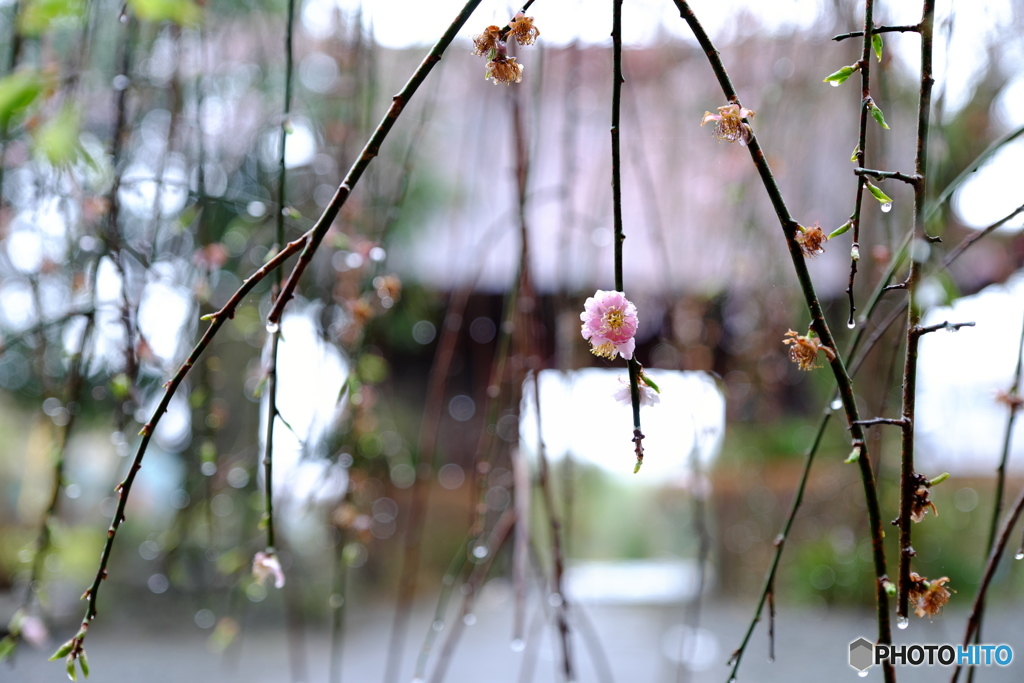 一輪の枝垂れ桜