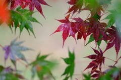 雨のモミジ