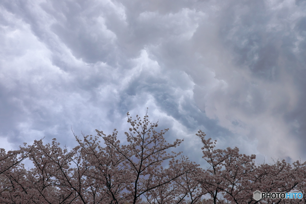 花と雲