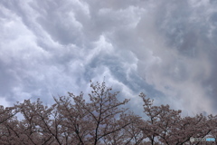 花と雲