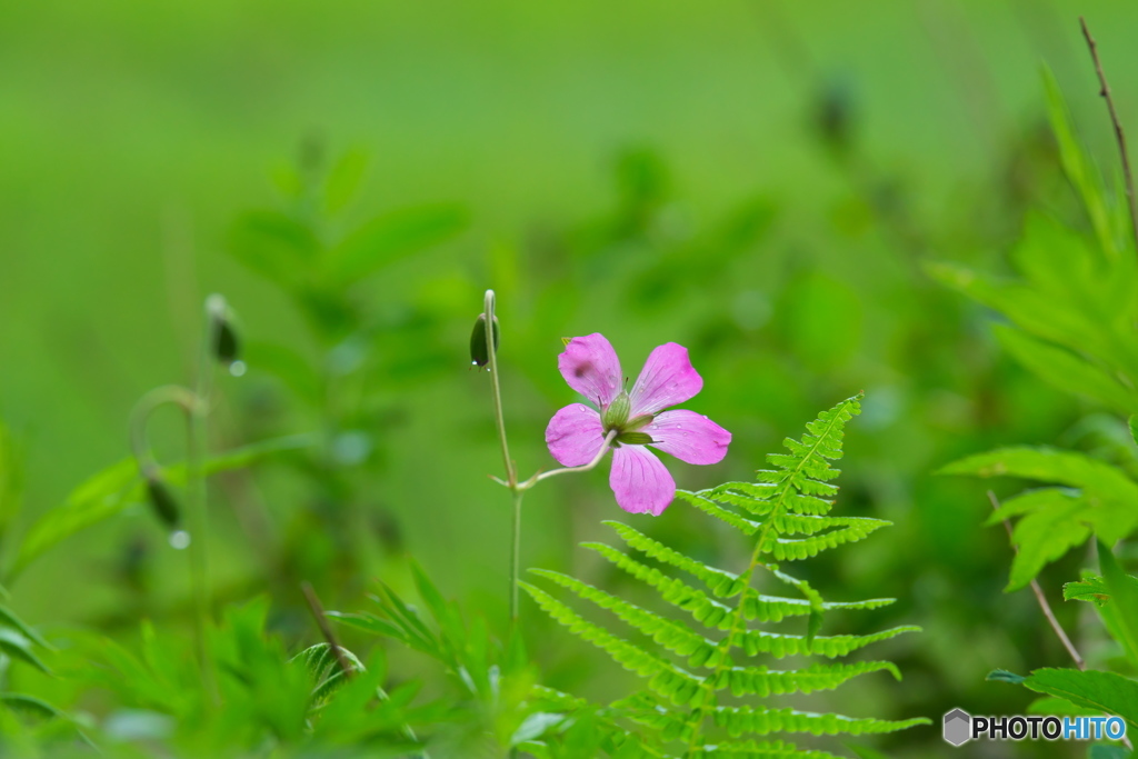 湿原の小さな花