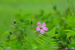 湿原の小さな花