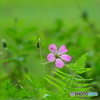 湿原の小さな花