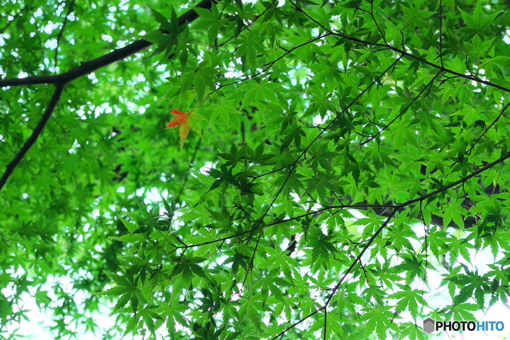 せっかちだね