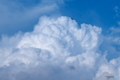 雲にカラス