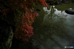 池端紅葉