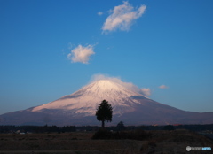 富嶽よ永遠に～樹木を抱く