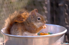 リス園お食事時