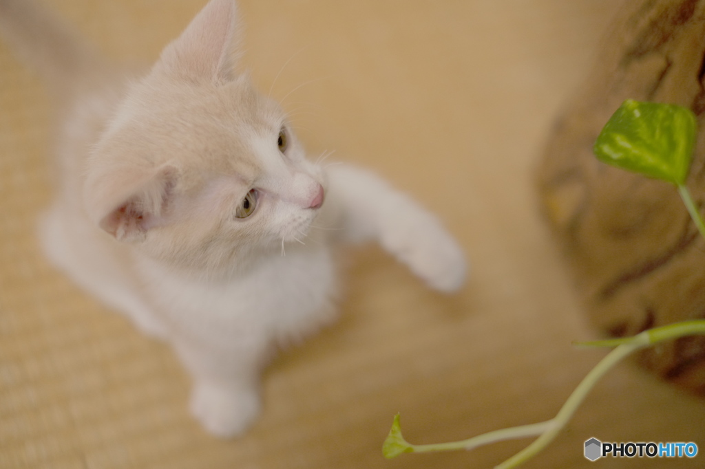 パンチの練習中