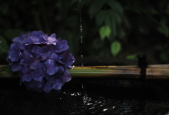 水玉の季節～花と雫と光