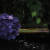 水玉の季節～花と雫と光