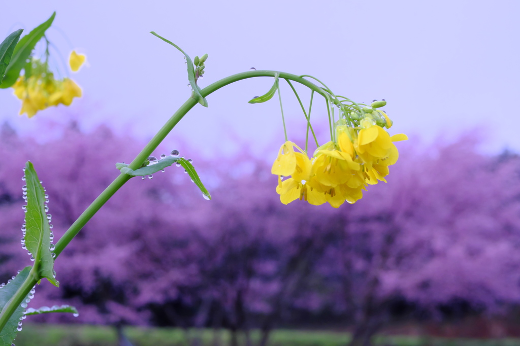 また雨だ