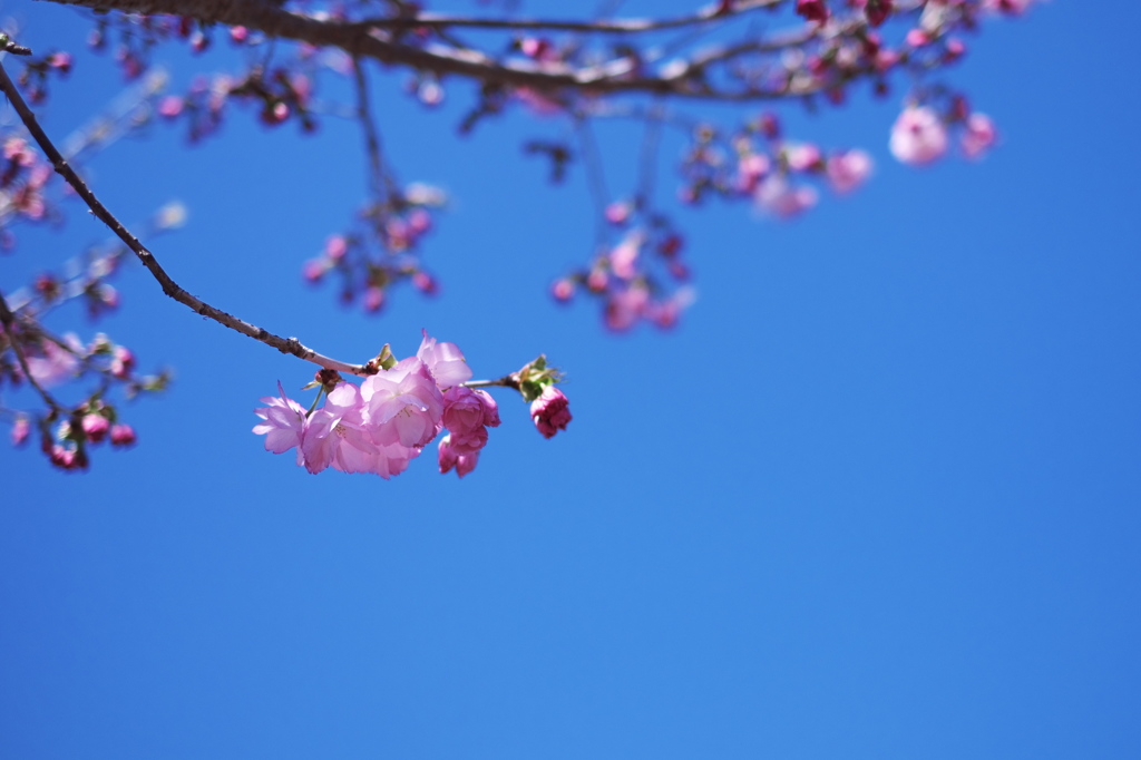 きらめき青空の桜