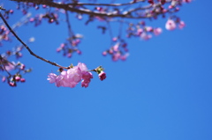 きらめき青空の桜