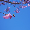 きらめき青空の桜