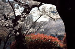 飛鳥山に眩い光が注ぐ