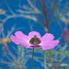 ヒトリジメ