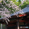 山寺の桜