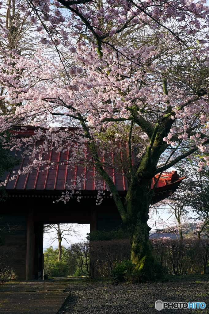 山門の桜