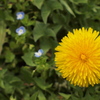 たんぽぽ