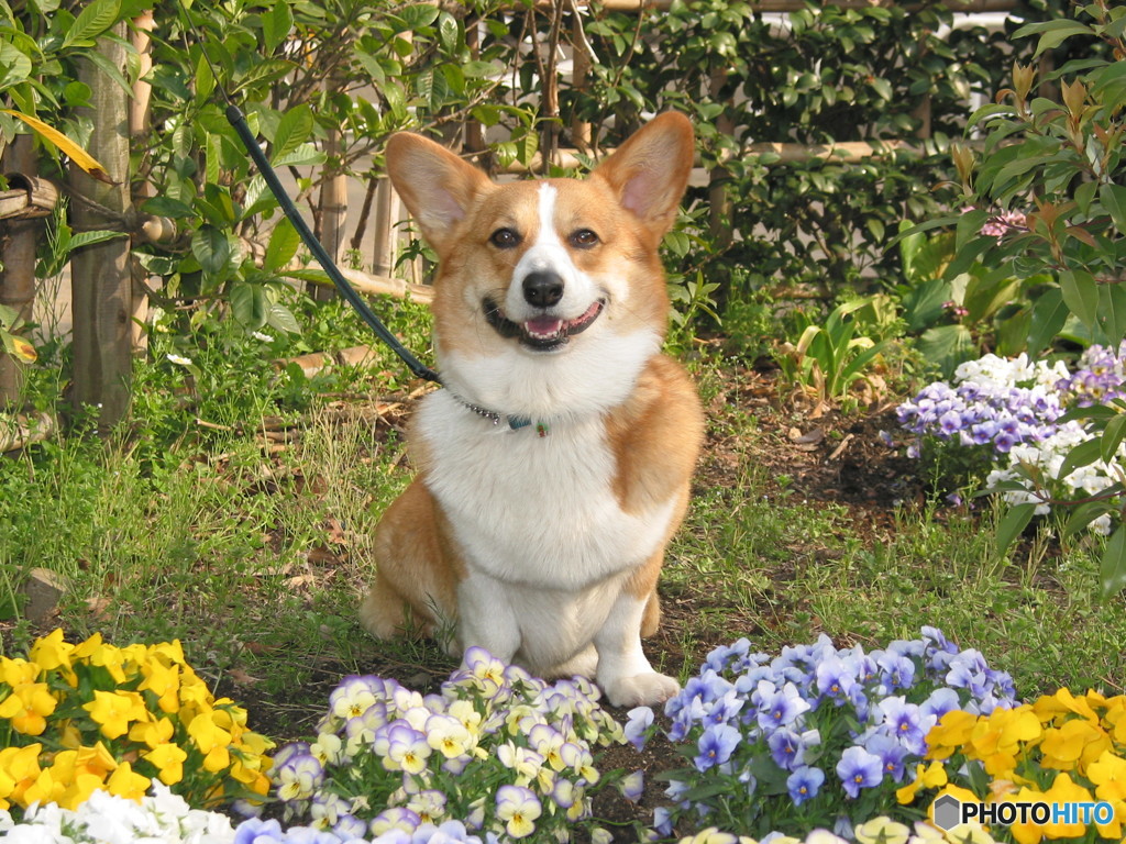 花畑と笑顔