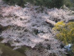 ミモザと共に