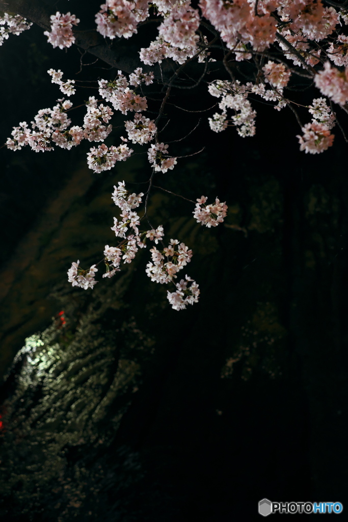 夜桜２０１８②