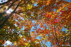 林道ひとり歩き～山は秋色