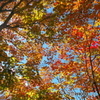 林道ひとり歩き～山は秋色