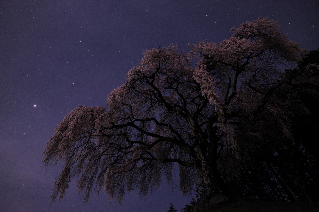 里山の枝垂れ桜