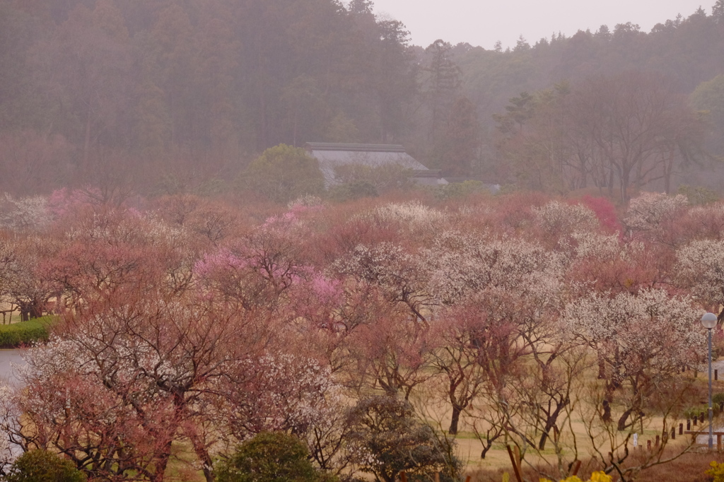 雨に煙る梅林