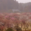 雨に煙る梅林