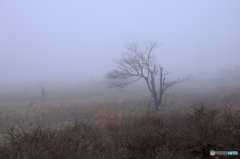 霧の高原