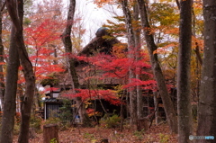 森の奥で見つけたもみじ