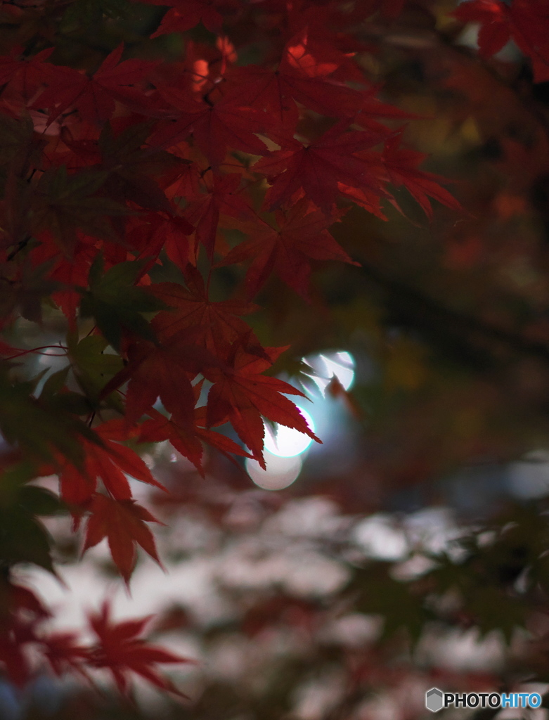 地元の紅葉