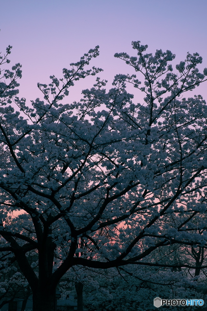 夜桜２０１８①