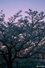 夜桜２０１８①